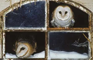 Barn owls looking out of a barn window Germany