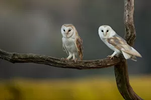 Barn owls (Tyto alba) perched on tree branch, late evening. Northamptonshire, UK, May