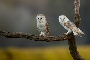 Barn owls (Tyto alba) perched on tree branch, late evening. Northamptonshire, UK, May Barn owls (Tyto alba) perched on tree branch, late evening. Northamptonshire, UK, May