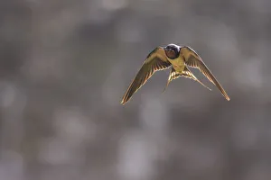 Swallow Prints: Barn swallow (Hirundo rustica), Monmouthshire, Wales, UK, July