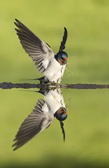 Barn swallow (Hirundo rustica) alighting at pond to collect mud for nest building