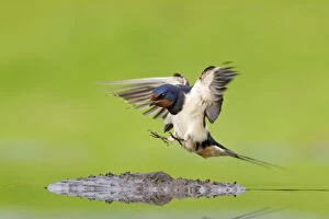 Barn swallow (Hirundo rustica) collecting mud for nest building, June, Scotland, UK