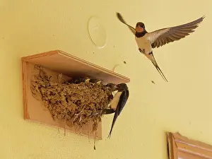 Parental Prints: Barn swallow (Hirundo rustica) feeding chicks at a nest in a guest house corridor as its mate flies nearby