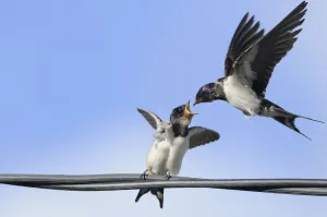 Songbirds Prints: Barn Swallow (Hirundo rustica) feeding a fledgling on a wire