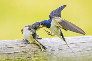 2018 January Highlights Gallery: Barn swallow (Hirundo rustica) feeding young, Monmouthshire, Wales, UK, July