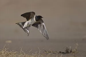 Images Dated 16th July 2009: Barn swallow (Hirundo rustica) in flight, Bagerova Steppe, Kerch Peninsula, Crimea