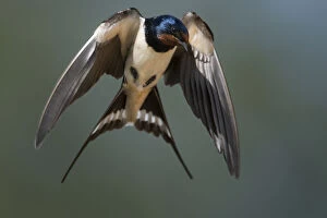 2019 June Highlights Gallery: Barn Swallow (Hirundo rustica) in flight. Portugal, Europe