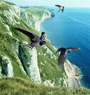 Barn swallow (Hirundo rustica) group over the cliffs of southern England (digitally