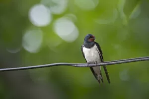 Images Dated 29th June 2009: Barn swallow (Hirundo rustica) perched on wire, Moldova, June