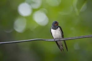Images Dated 29th June 2009: Barn swallow (Hirundo rustica) perched on wire, Moldova, June