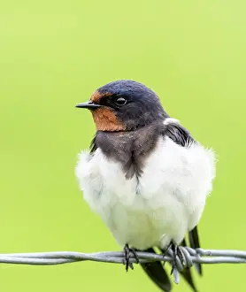 Coloured Background Prints: Barn swallow (Hirundo rustica) perched on wire