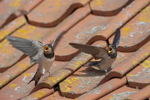 Songbirds Prints: Barn swallow (Hirundo rustica) two young swallows on barn roof calling for food, Norfolk