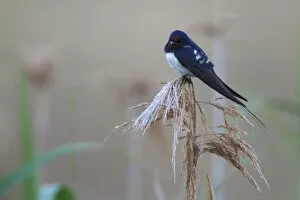 Images Dated 13th July 2009: Barn swallow (Hirundo rustico) perching on reed, Bagerova Steppe, Kerch Peninsula
