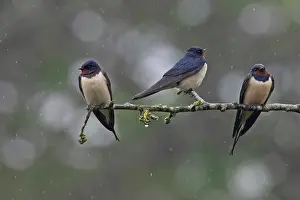 Norfolk Prints: Three Barn swallows (Hirundo rustica) migrant flock resting during wet weather