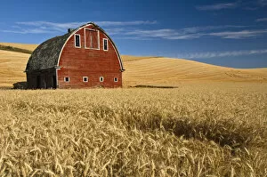 Barn and wheat field in the Palouse farming area of southeastern Washington, USA, August