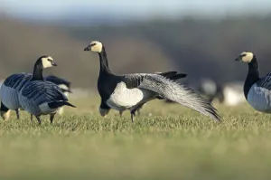 Stretching Gallery: Barnacle geese (Branta leucopsis) feeding on grazing marshes, with one bird wing stretching