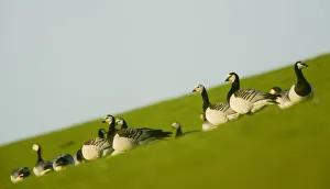 Images Dated 25th April 2009: Barnacle geese (Branta leucopsis) in field, Westerhever, Germany, April 2009