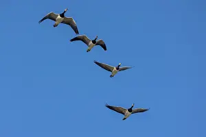 Anatidae Prints: Four Barnacle geese (Branta leucopsis) in flight
