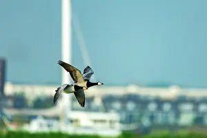 City Prints: Two Barnacle geese (Branta leucopsis) in flight against the backdrop of the Nescio Bridge