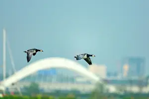 City Prints: Two Barnacle geese (Branta leucopsis) in flight against the backdrop of the Nescio Bridge