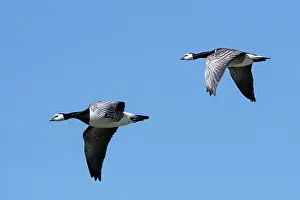 Branta Prints: Two Barnacle geese (Branta leucopsis) in flight against blue sky