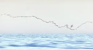 Baltic Sea Prints: Barnacle geese (Branta leucopsis) flock flying over Gulf of Finland, Helsinki, Finland