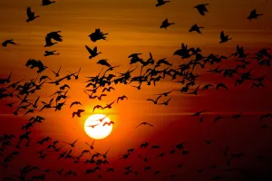 Barnacle goose (Branta leucopsis) flock in flight at sunset, Westerhever, Germany