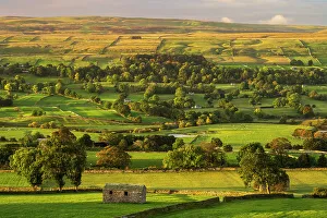 Hedge Prints: Barns and fields at dawn, Carperby, Yorkshire Dales, UK. October