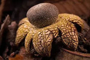 Boletales Prints: Barometer earthstar mushroom (Astraeus hygrometricus) fruiting body