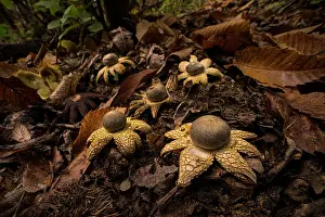 Boletales Prints: Barometer earthstar mushrooms (Astraeus hygrometricus) fruiting together in the leaf litter in woodland