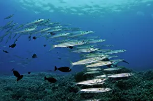 School Prints: Barracuda (Sphyraena sp.) shoal