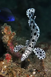 Barramundi Cod (Cromileptes altivelis), juvenile swimming with undulating motion