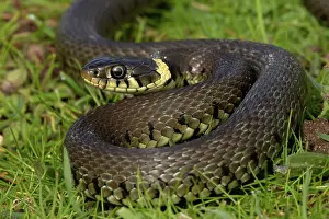 Squamata Prints: Barred grass snake (Natrix helvetica) juvenile, portrait, Norfolk, England, UK. April