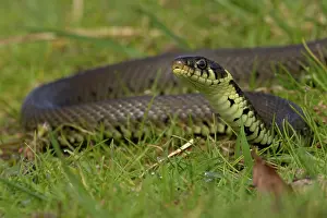 Squamata Prints: Barred grass snake (Natrix helvetica) juvenile, portrait, Norfolk, England, UK. April