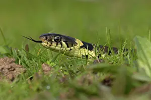 Squamata Prints: Barred grass snake (Natrix helvetica) juvenile
