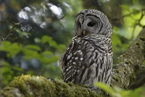 North American Birds Collection: Barred Owl (Strix varia) adult resting in tree, King County, Washington, USA May