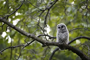 Images Dated 26th May 2015: Barred Owl (Strix varia) fledgling resting in tree, King County, Washington, USA May