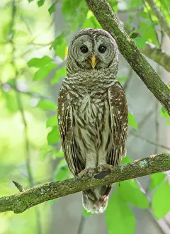 Speckled Prints: Barred owl (Strix varia) perched on branch