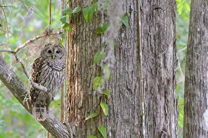Speckled Prints: Barred owl (Strix varia) perched on branch