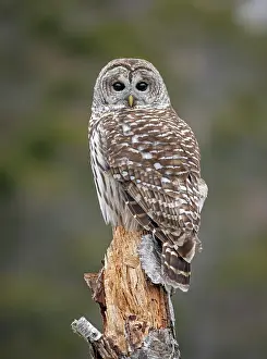 Barred owl (Strix varia) perched on tree stump, Acadia National Park, Maine, USA. February