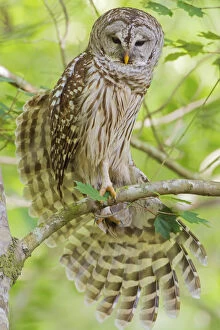 Barred owl (Strix varia) stretching wings, Corkscrew Swamp Audubon Sanctuary, Florida
