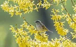 2020 November Highlights Collection: Barred warbler (Sylvia nisoria) male perched in tree, surrounded by yellow flowers