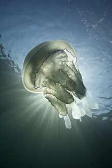 Barrel Jellyfish (Rhizostoma pulmo) against crepuscular light rays. Sark, British Channel Islands