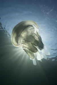 Cnidarians Prints: Barrel Jellyfish (Rhizostoma pulmo) against crepuscular light rays