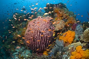 Barrel Sponge (Xestospongia testudinaria) on coral reef with soft corals (Scleronephthya sp)