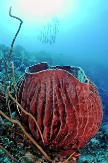 Demospongiae Prints: Barrel sponge (Xestospongia testudinaria) on reef with shoal of Barracuda (Sphyraena sp)