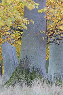 Base of European beech (Fagus sylvatica) trees, Klampenborg Dyrehaven, Denmark, October