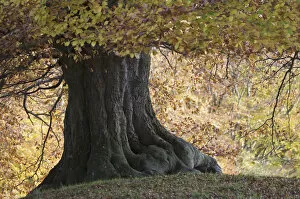 Images Dated 29th October 2008: Base of an old European beech (Fagus sylvatica) tree, Klampenborg Dyrehaven, Denmark