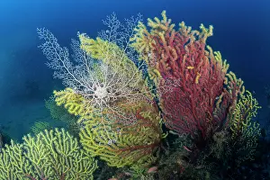 Italy Prints: Basket star (Astrospartus mediterraneus) on seafan