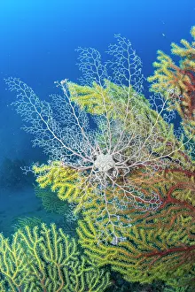 Italy Prints: Basket star (Astrospartus mediterraneus) on seafan